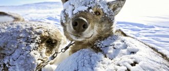 Com i què aïllar una caseta per a gossos durant l’hivern dins de la foto