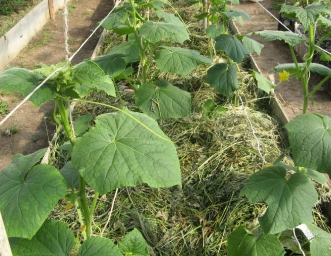 The best soil heating in a greenhouse is the use of biologically or chemically active substances in the soil