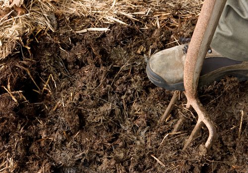 O estrume é um combustível ecológico para uma estufa