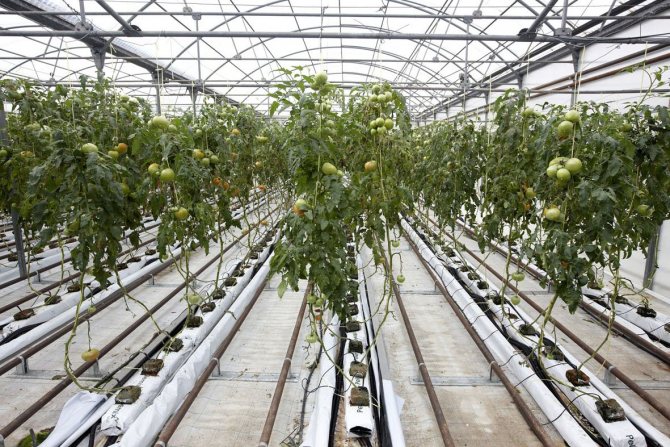 Verwarmen van industriële kassen met een verwarmingskabel