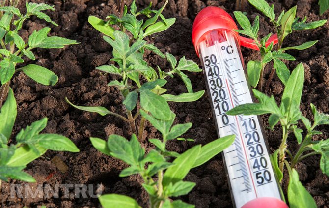 Heating industrial greenhouses with a heating cable