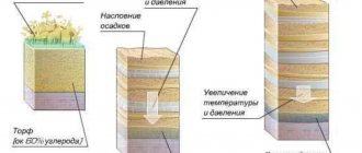 Steenkoolvorming