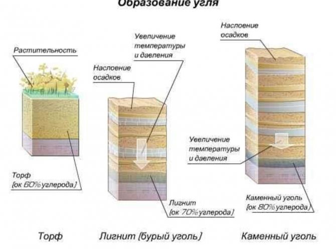 Ogļu veidošanās