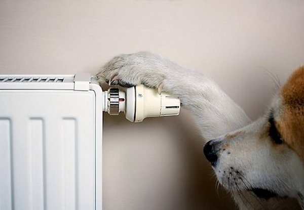 verwarming radiator en hond