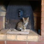 It is believed that cats feel bad places and avoid them. They seem to approve of brick ovens.