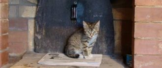 It is believed that cats feel bad places and avoid them. They seem to approve of brick ovens.