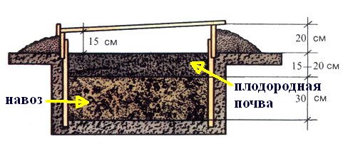 Scheme of laying manure for heating the greenhouse